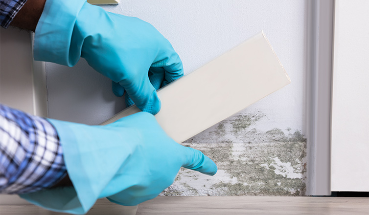 detecting mold in home